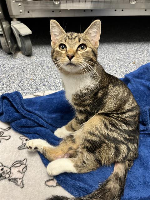 adoptable Cat in Charlotte, NC named BRUCE