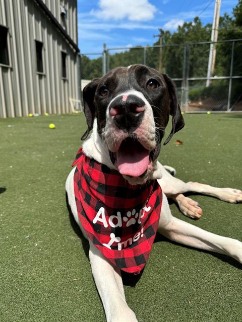 adoptable Dog in Charlotte, NC named BUCK