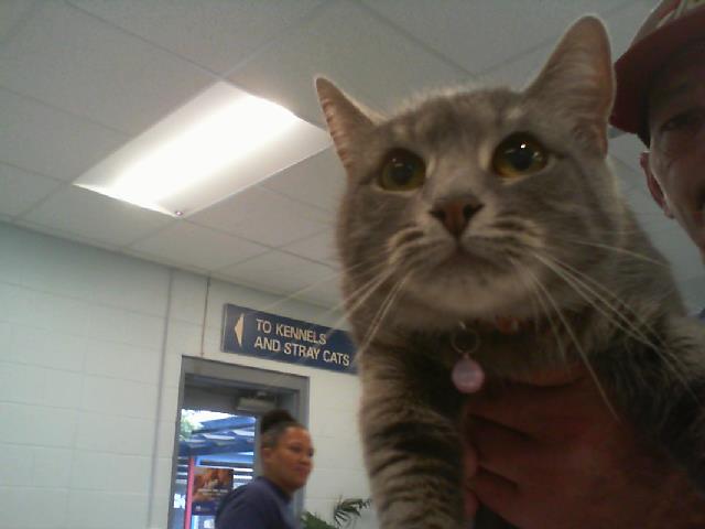 adoptable Cat in Charlotte, NC named SNOW BALL