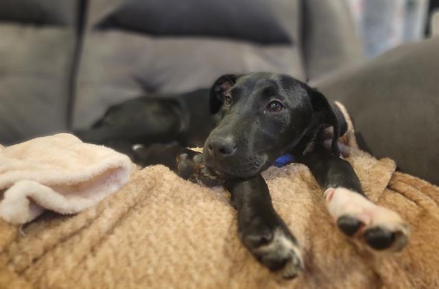 adoptable Dog in Charlotte, NC named SAMMY