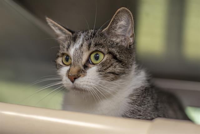 adoptable Cat in Charlotte, NC named SABRINA