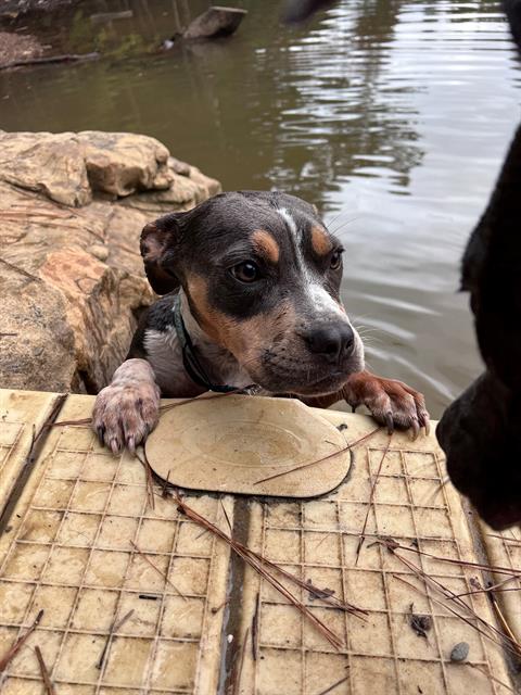 adoptable Dog in Charlotte, NC named WHEELER