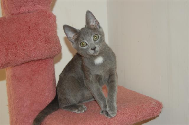 adoptable Cat in Charlotte, NC named PEWTER