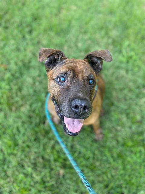 adoptable Dog in Charlotte, NC named DIAMOND