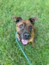 adoptable Dog in , NC named DIAMOND