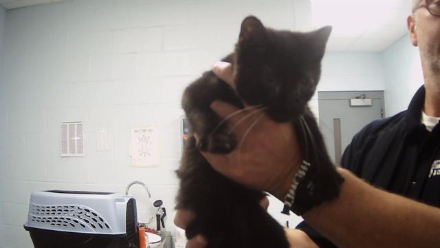 adoptable Cat in Charlotte, NC named THOR