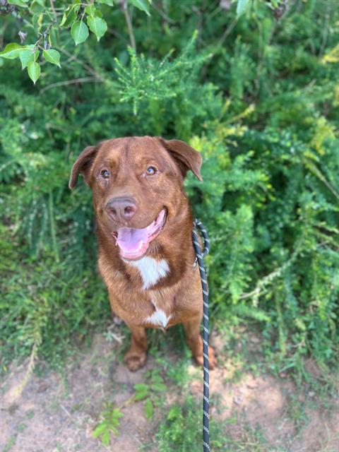 adoptable Dog in Charlotte, NC named SCOOBY