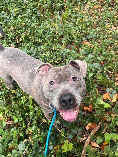 adoptable Dog in Charlotte, NC named AQUA