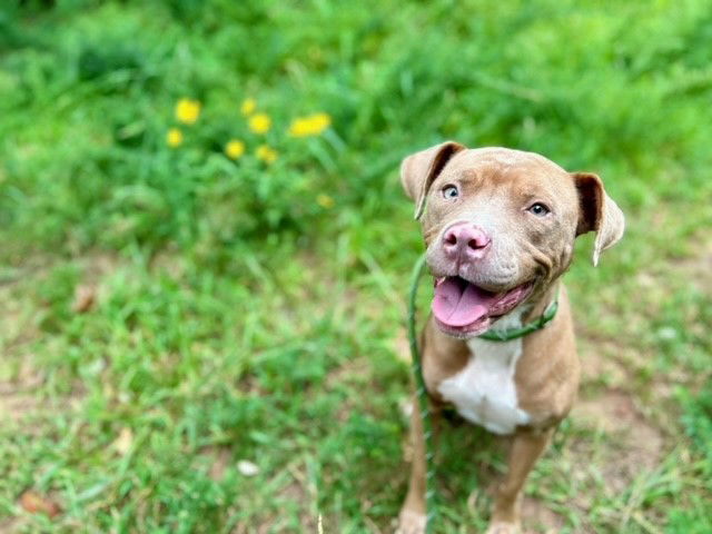 adoptable Dog in Charlotte, NC named RAPIDASH