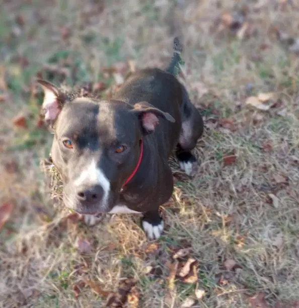 Layka - Pit Bull Terrier