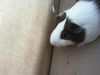 adoptable Guinea Pig in Charlotte, NC named A1234459