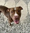 adoptable Dog in Charlotte, NC named ATLAN