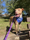 adoptable Dog in Charlotte, NC named TEDDY