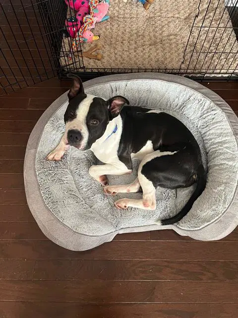 Orion - Pit Bull Terrier