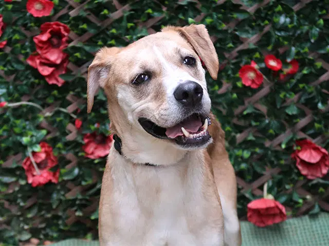 Koda - Boxer