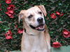 adoptable Dog in Charlotte, NC named KODA