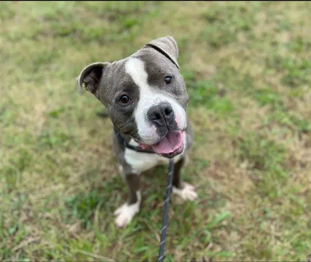Snubbull - Pit Bull Terrier