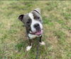 adoptable Dog in Charlotte, NC named SNUBBULL