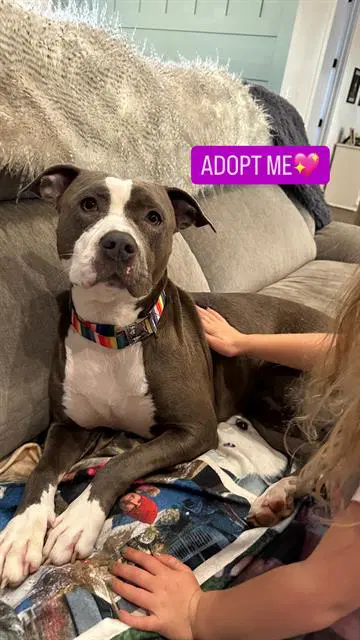 Sox - Pit Bull Terrier