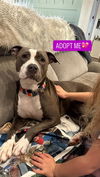 adoptable Dog in Charlotte, NC named SOX