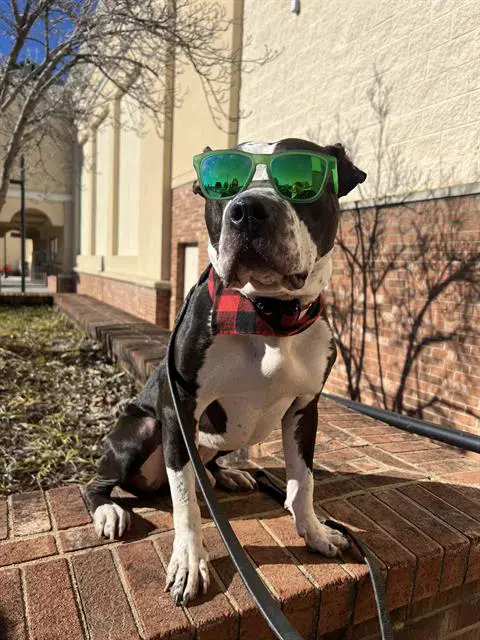 Gulliver - Pit Bull Terrier