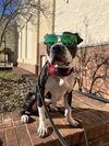 adoptable Dog in Charlotte, NC named GULLIVER