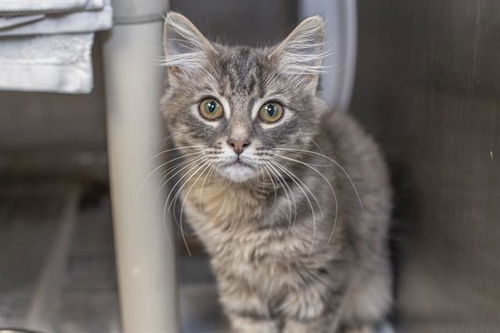 picture of the cat needing adoption