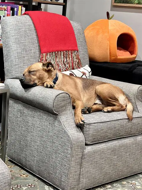 Whiskey - American Pit Bull Terrier