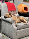 adoptable Dog in  named WHISKEY