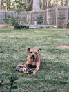 adoptable Dog in Charlotte, NC named HAZEL