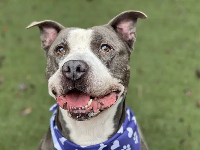 Moose - Pit Bull Terrier