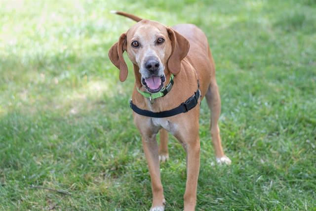 adoptable Dog in Charlotte, NC named SHYLO