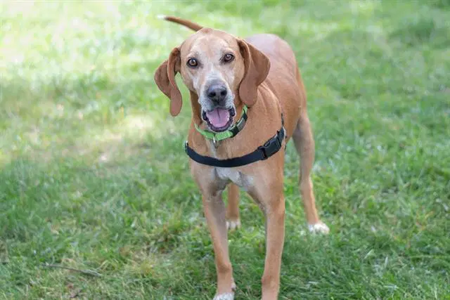 Shylo - English Coonhound