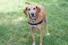 adoptable Dog in Charlotte, NC named SHYLO