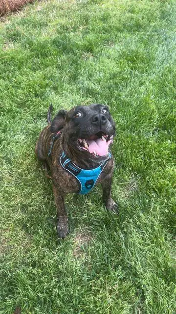 Daphne - Pit Bull Terrier
