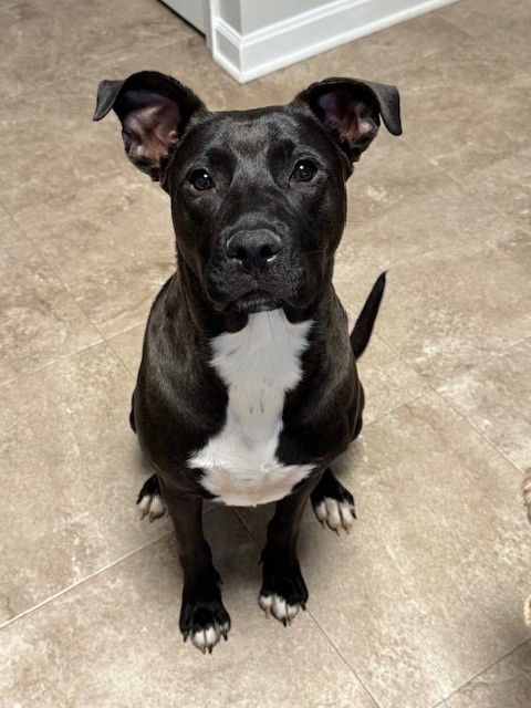 adoptable Dog in Charlotte, NC named STARLA