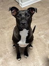 adoptable Dog in charlotte, NC named STARLA