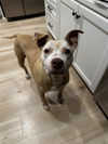 adoptable Dog in charlotte, NC named TT