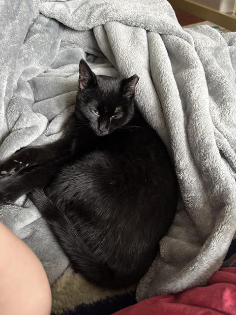 picture of the cat needing adoption