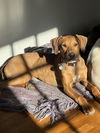 adoptable Dog in Charlotte, NC named REMINGTON