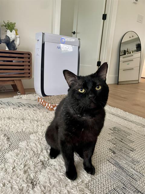 picture of the cat needing adoption