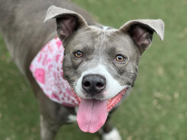 adoptable Dog in Charlotte, NC named GRACIE