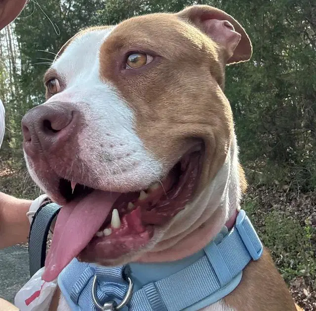 Mars - American Pit Bull Terrier