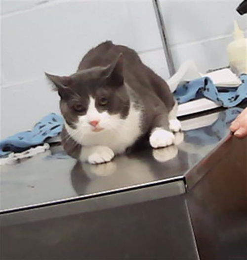 picture of the cat needing adoption