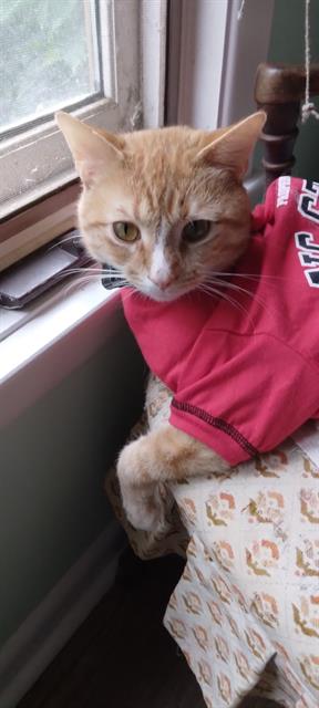 picture of the cat needing adoption