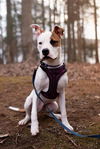 adoptable Dog in charlotte, NC named TUCKER