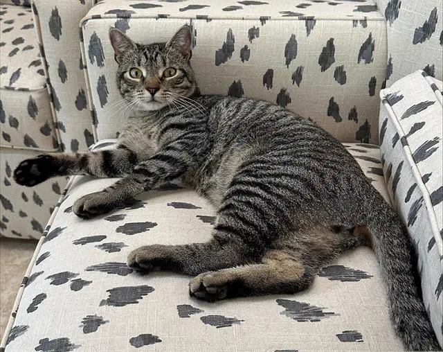 Miles - Domestic Short Hair