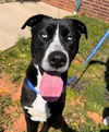 adoptable Dog in  named LOU
