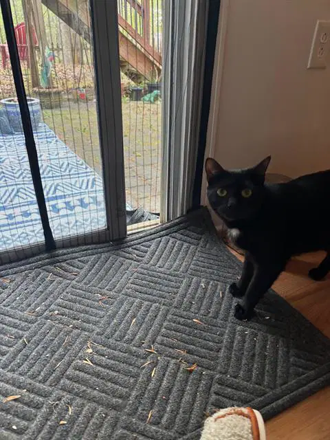 Sweet Jubilee - Domestic Short Hair