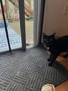 adoptable Cat in charlotte, NC named SWEET JUBILEE